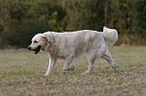 GOLDEN RETRIEVER 931